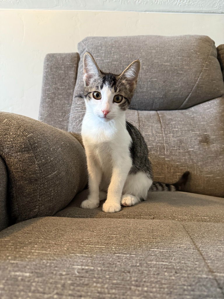 adoptable Cat in SLC, UT named Dusk