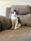 adoptable Cat in , UT named Dusk
