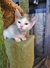 adoptable Cat in , UT named Fe