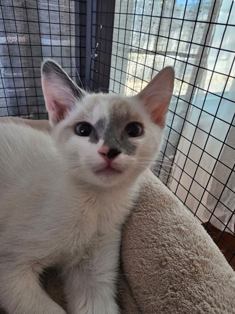 adoptable Cat in SLC, UT named Fran