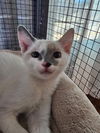 adoptable Cat in , UT named Fran