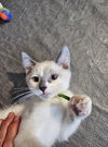 adoptable Cat in , UT named Fum