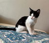 adoptable Cat in , UT named Gary