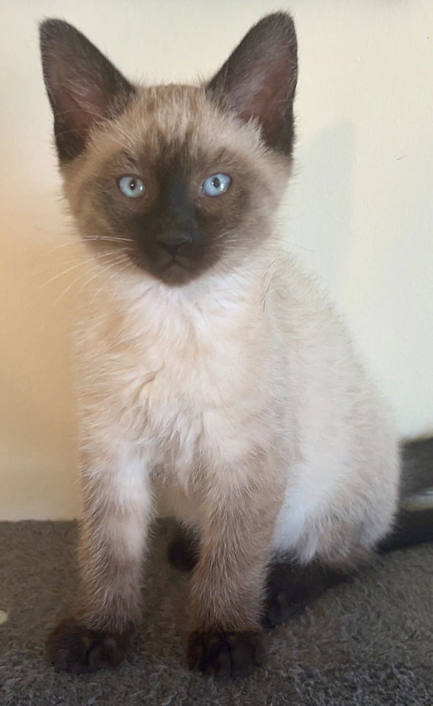 adoptable Cat in SLC, UT named Lucky