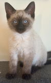 adoptable Cat in , UT named Lucky