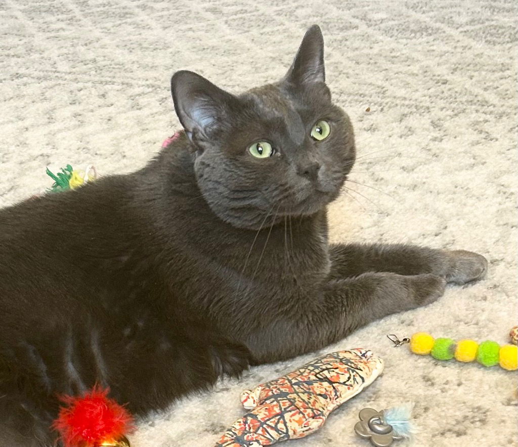 adoptable Cat in SLC, UT named Big Blue