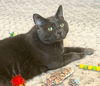 adoptable Cat in  named Big Blue