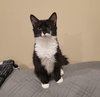 Purrsephone - Photo 1