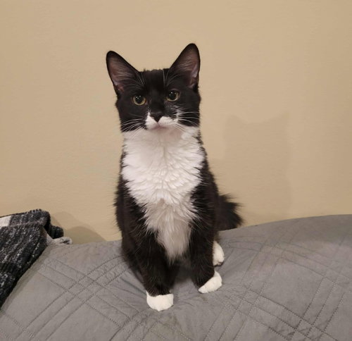picture of the cat needing adoption