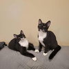 Purrsephone - Photo 2