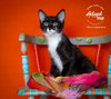 Purrsephone - Photo 3