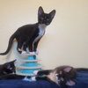 Purrsephone - Photo 4