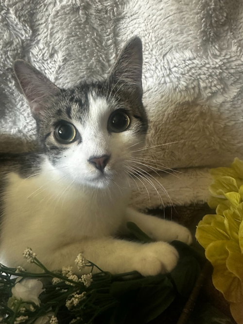 picture of the cat needing adoption