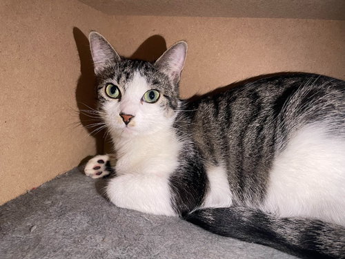 RUFFLES - Domestic Short Hair available for adoption