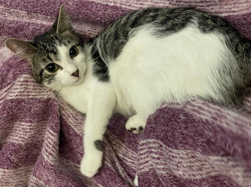 RUFFLES - Domestic Short Hair available for adoption