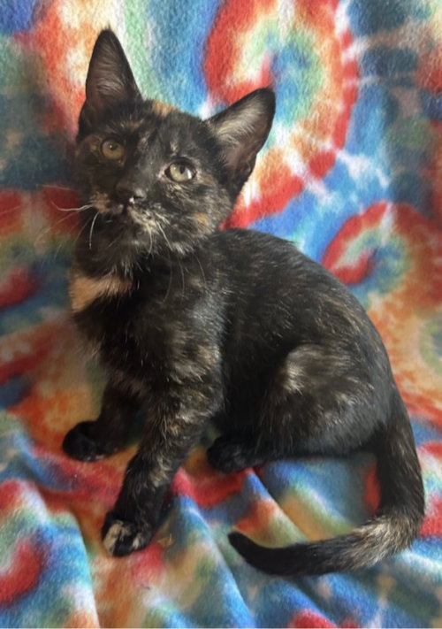 MAPLE - Domestic Short Hair available for adoption
