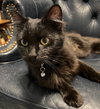 Lady Catherine - Photo 1