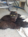 Lady Catherine - Photo 2