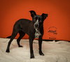 Benny - Photo 1