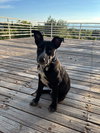 Benny - Photo 2