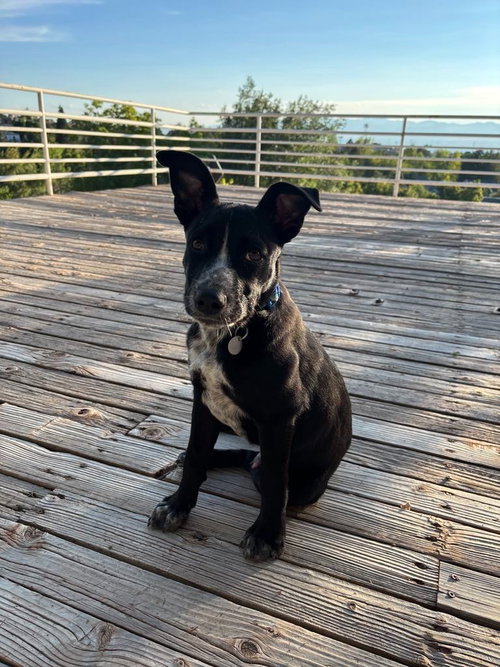 BENNY - Australian Shepherd / Border Collie available for adoption