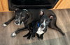 Benny - Photo 3