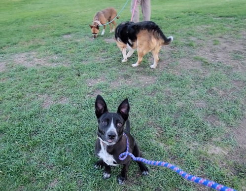 BENNY - Australian Shepherd / Border Collie available for adoption