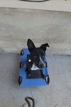 Benny - Photo 3