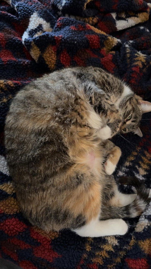MARLEY - Domestic Short Hair available for adoption
