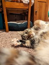 Marley - Photo 3