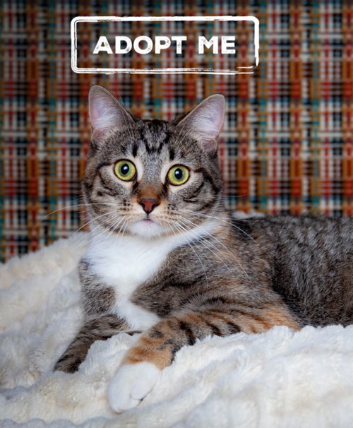Marley, a cat for adoption from Community Animal Welfare Society