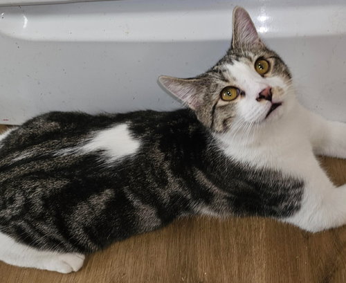 GINGER - Domestic Short Hair available for adoption