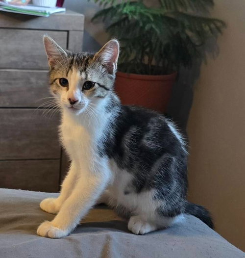 GINGER - Domestic Short Hair available for adoption