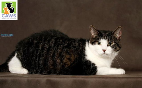 TILLY - Domestic Short Hair available for adoption