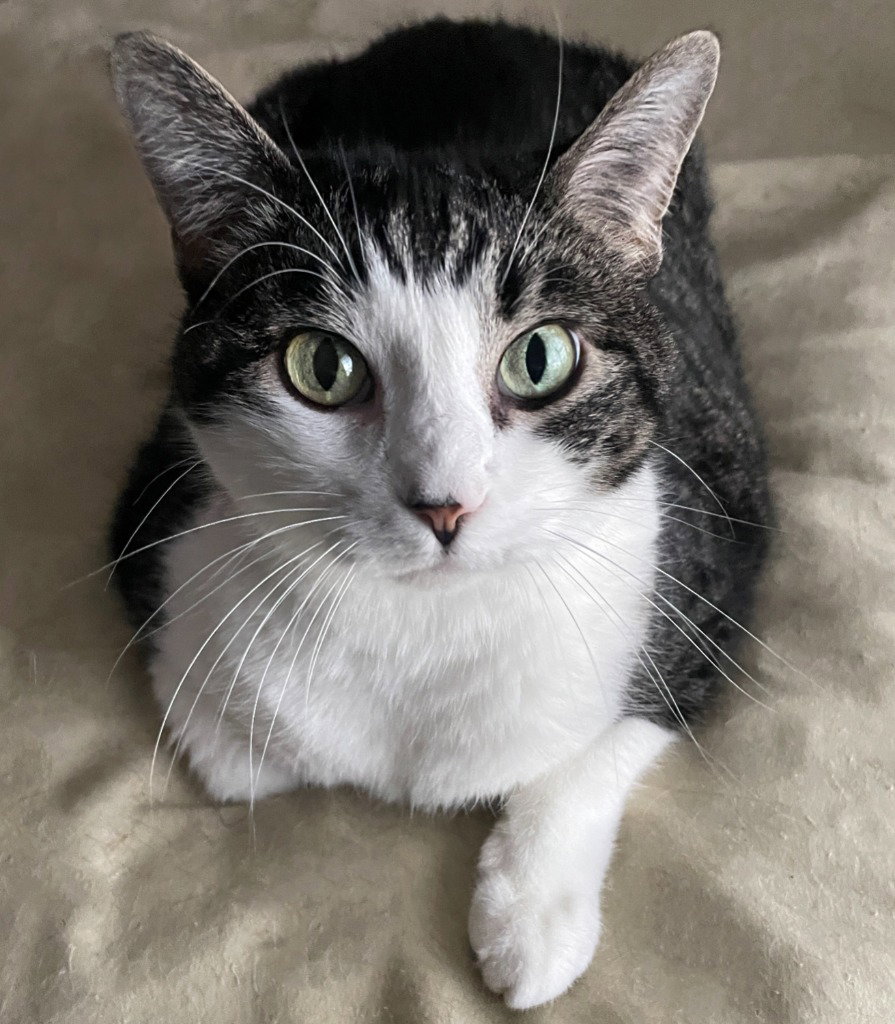 Tilly Image