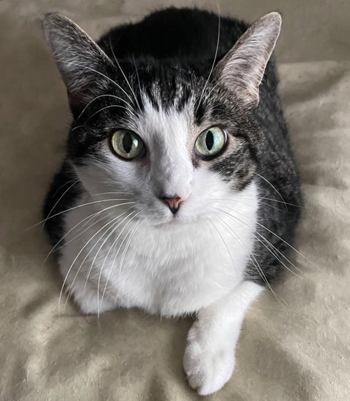 TILLY - Domestic Short Hair for adoption in Sandy