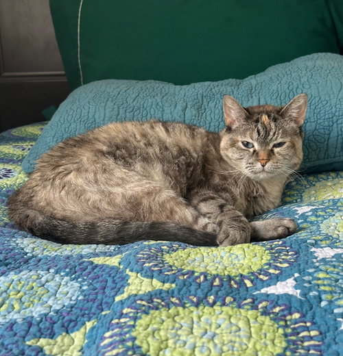 SADEE - Domestic Short Hair available for adoption
