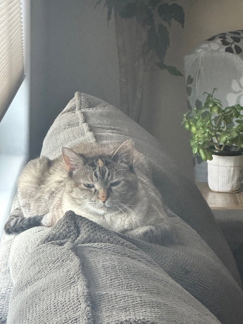 SADEE - Domestic Short Hair available for adoption