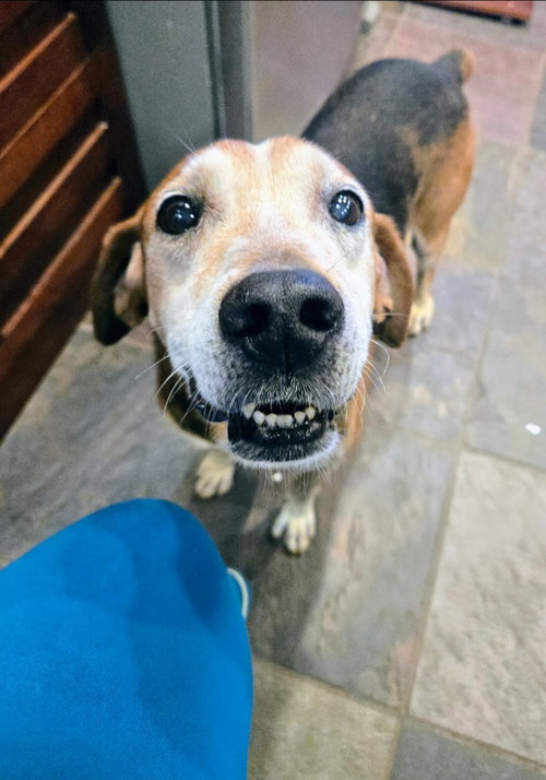 GIDEON - Hound available for adoption
