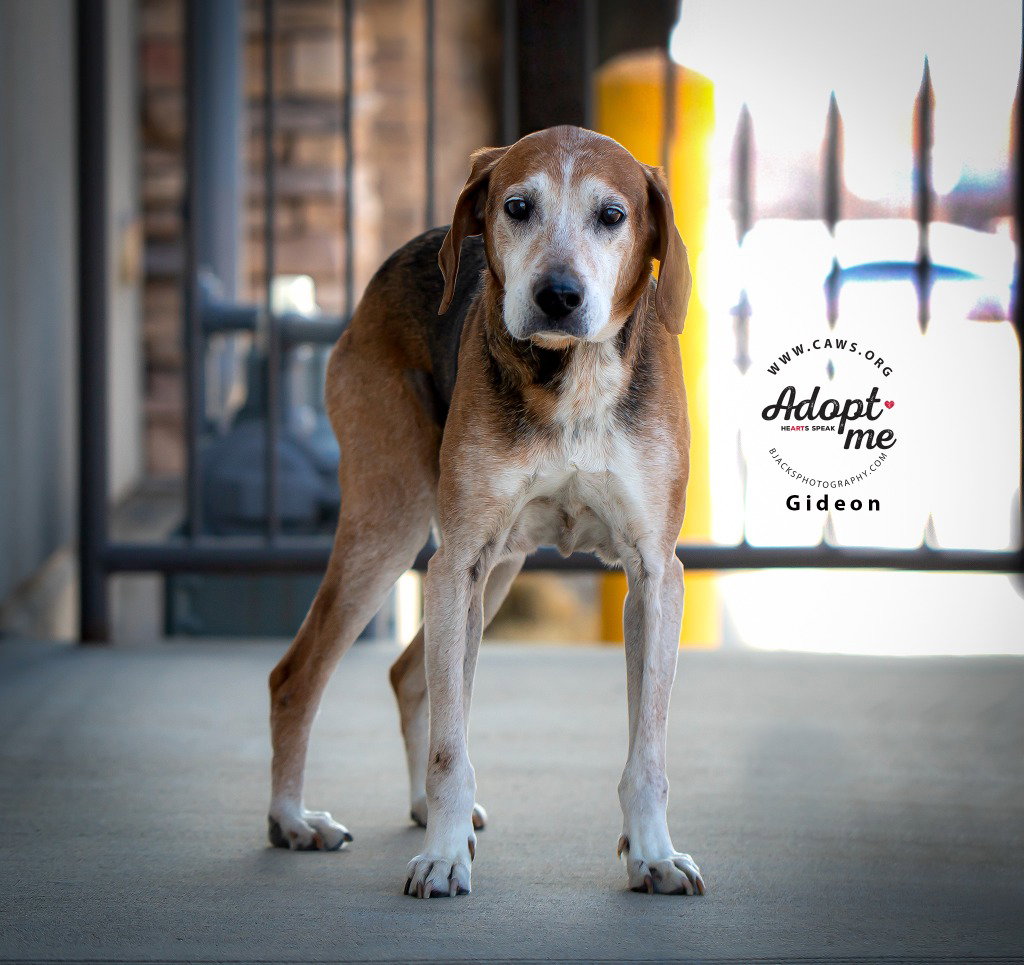 Hound
