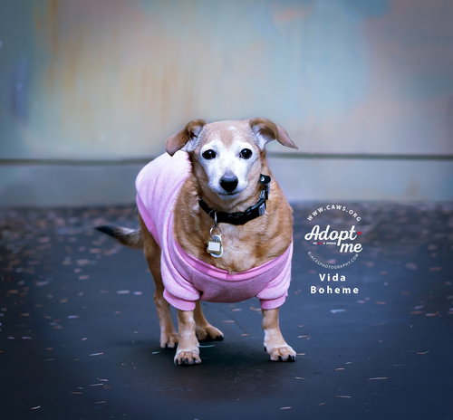VIDA BOHEME - Dachshund / Chihuahua available for adoption