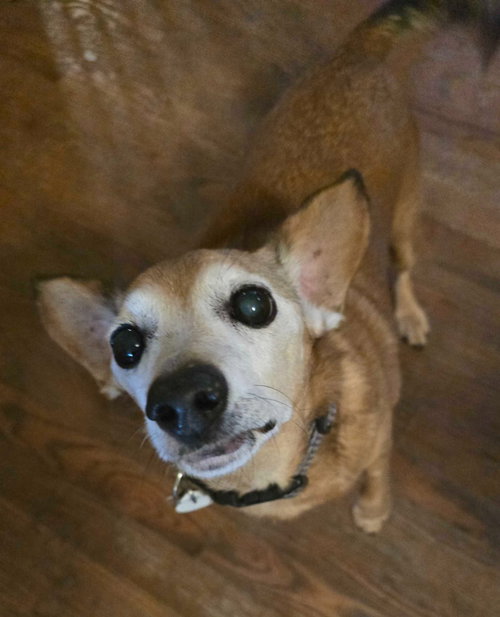 VIDA BOHEME - Dachshund / Chihuahua available for adoption