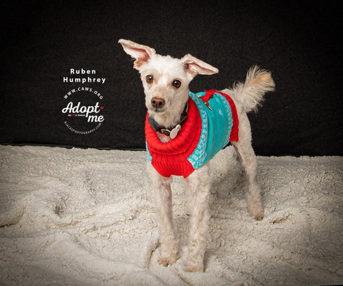 RUBEN HUMPHREY - Poodle (unknown type) / Terrier available for adoption