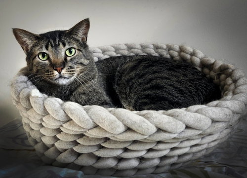 SONNY - Domestic Short Hair available for adoption