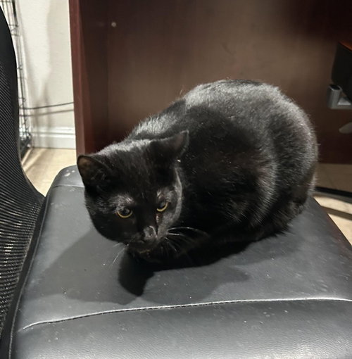 NICKY - Domestic Short Hair available for adoption
