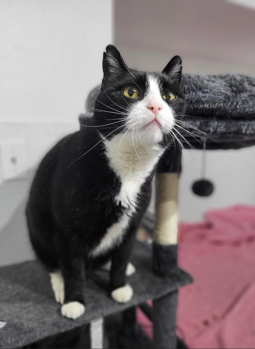 picture of the cat needing adoption