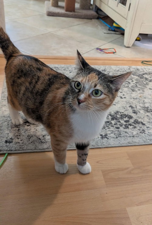 picture of the cat needing adoption