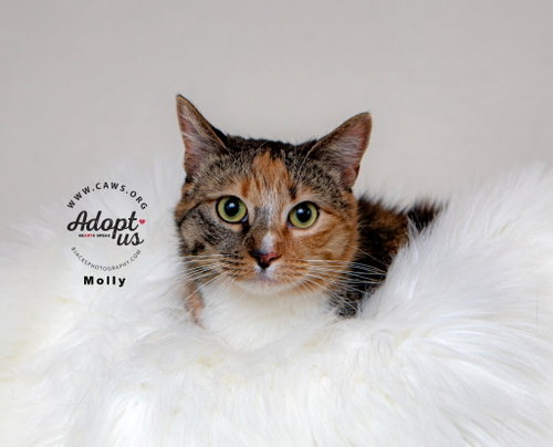 Molly, an adoptable Domestic Long Hair in Salt Lake City, UT