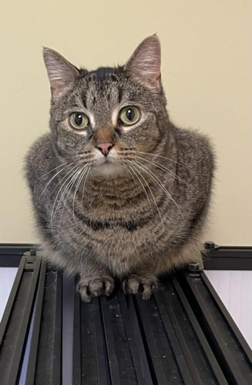 picture of the cat needing adoption