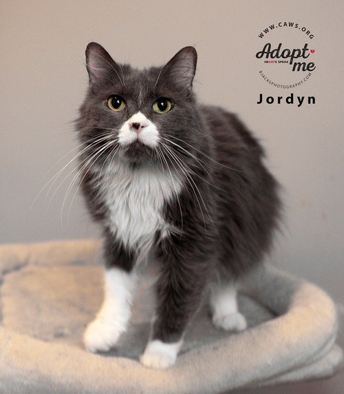 picture of the cat needing adoption
